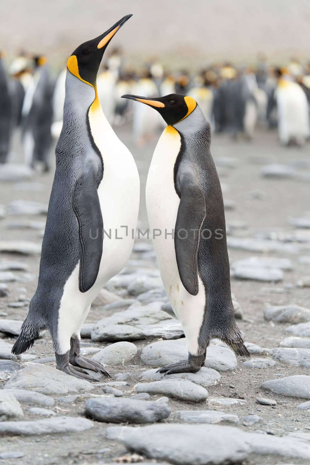 Pair of 2 King Penguins (APTENODYTES PATAGONICUS) on South Georgia interacting with each other