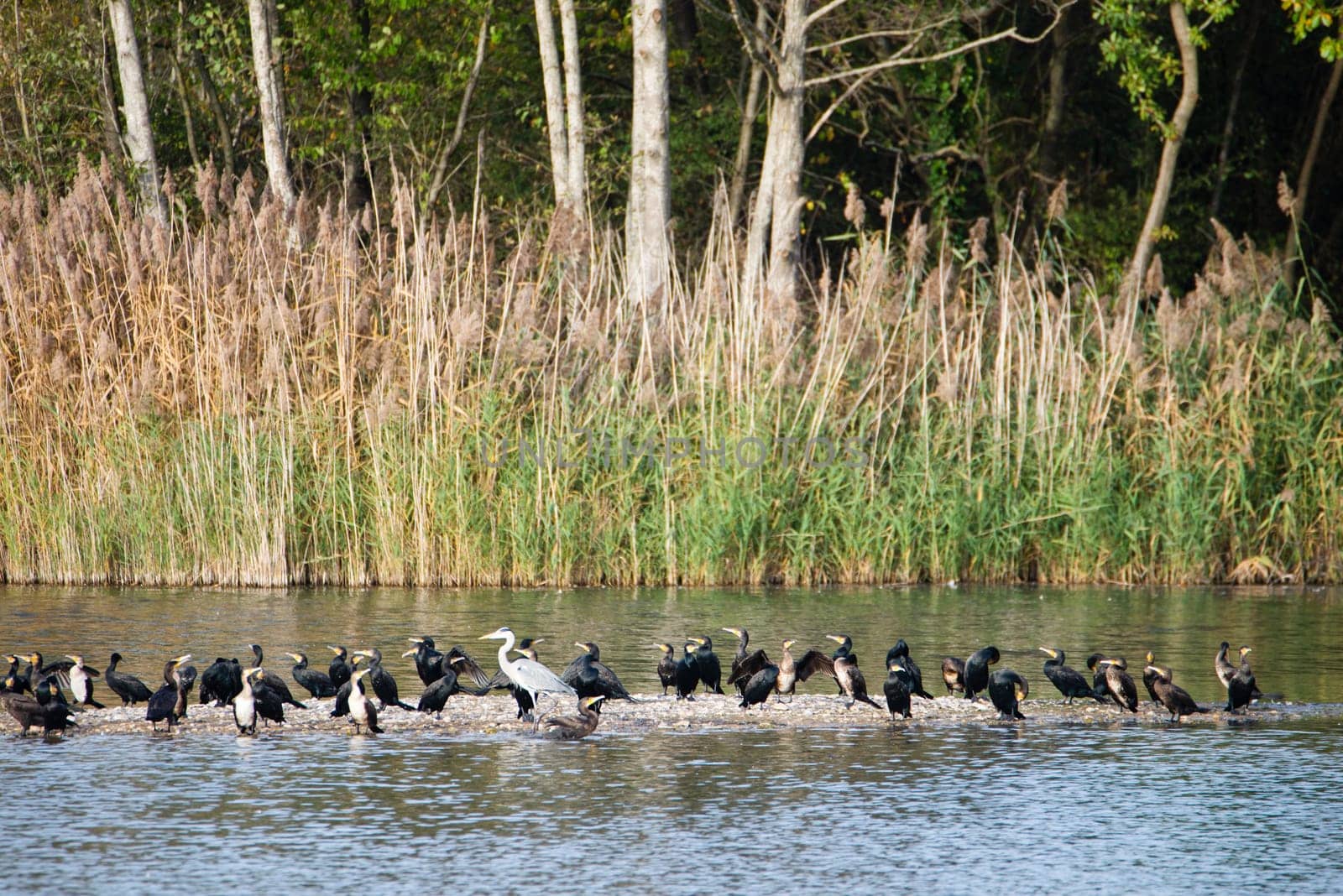 Group of cormorants and a heron in the wetland Haff Reimech in Luxembourg, waterbirds at the shore