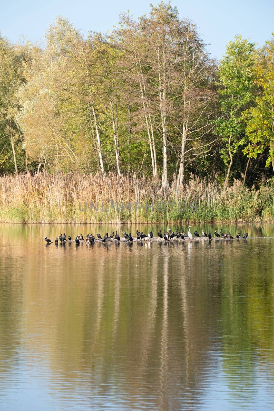 Biodiversity Haff Reimech, wetland and nature reserve in Luxembourg, pond surrounded by reed and trees, bird watching observation point