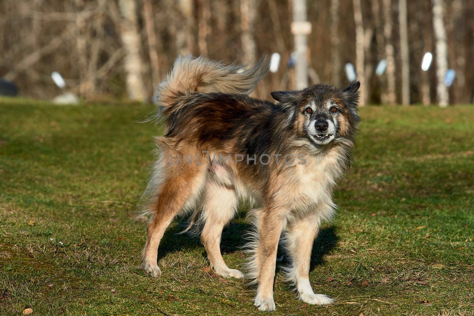 the yard dog is standing on the lawn. High quality photo