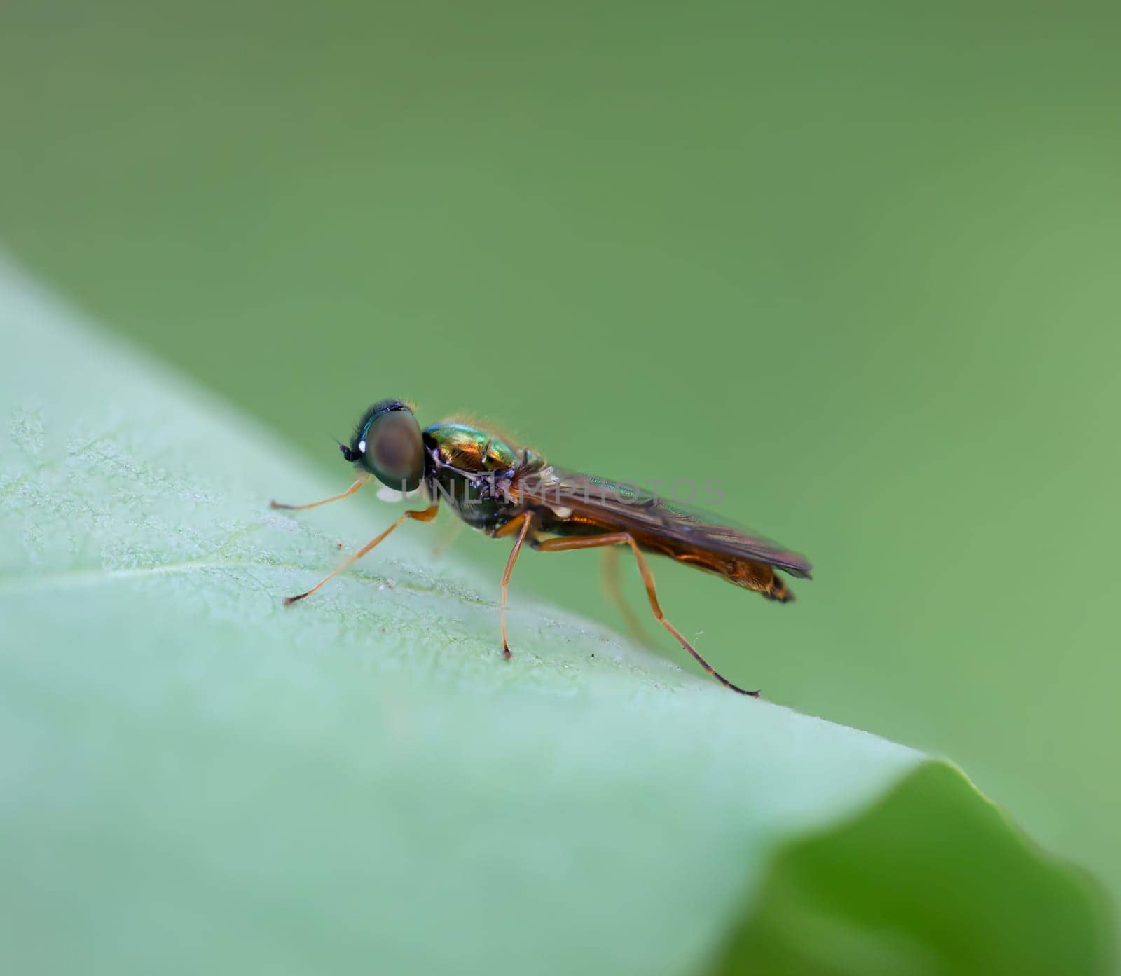 A two-spot dung weapon fly on a leaf of a tree.