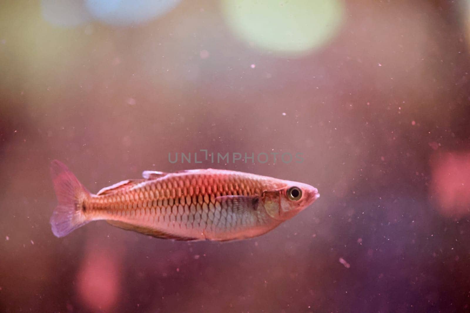 Close up of a fish in an aquarium.