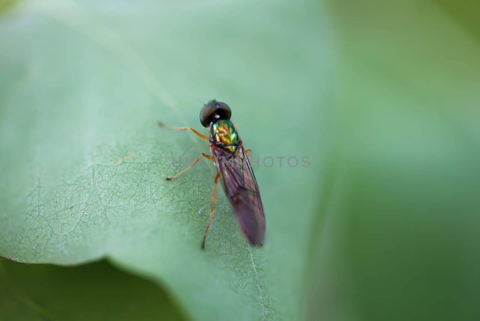 A two-spot dung weapon fly on a leaf of a tree.