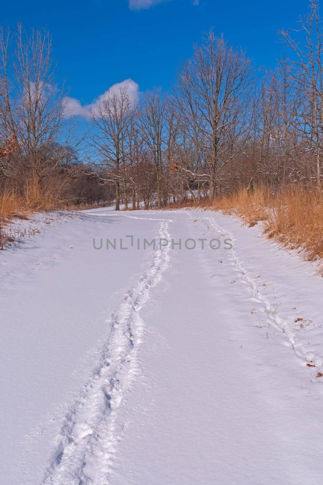Quiet Tracks in Fresh Snow in the Crabtree Nature Center