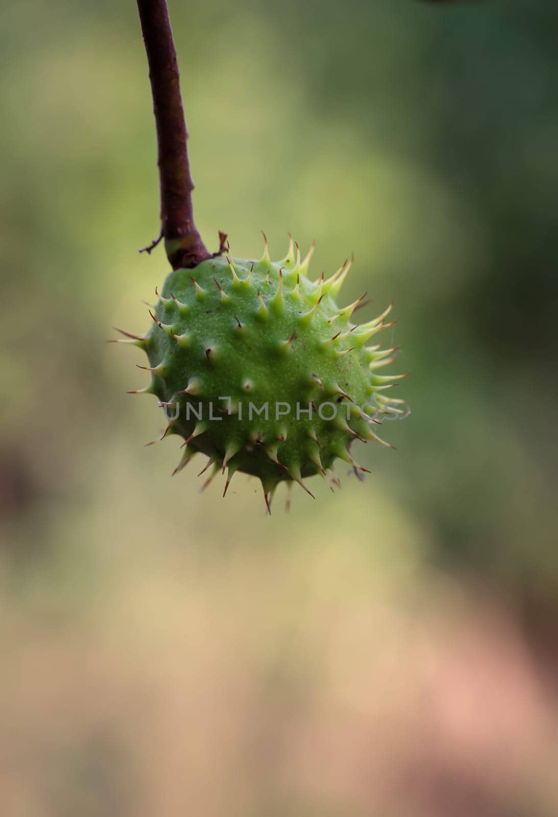 A chestnut in its prickly cover hangs from a chestnut tree.