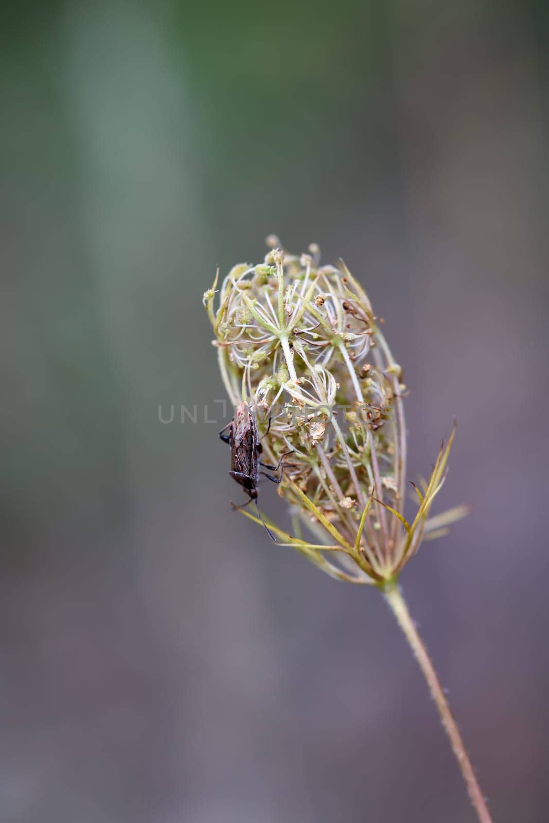 A spotted pore bug on a flower of wild carrot.