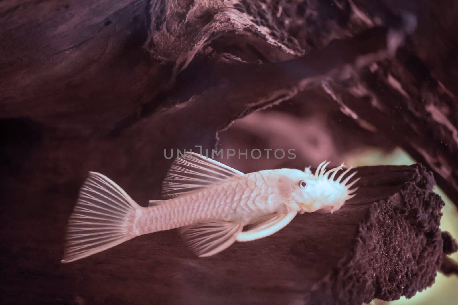 Close up of white catfish in aquarium.