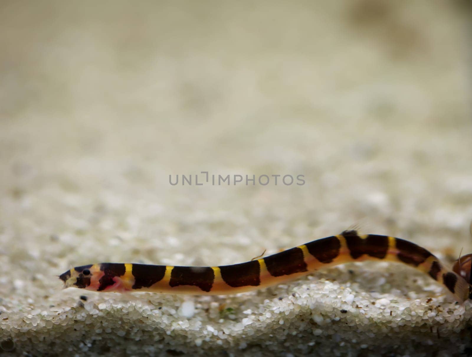 Spotted spiny loach, portrait of a spiny loach at the aquarium bottom. They are nocturnal.