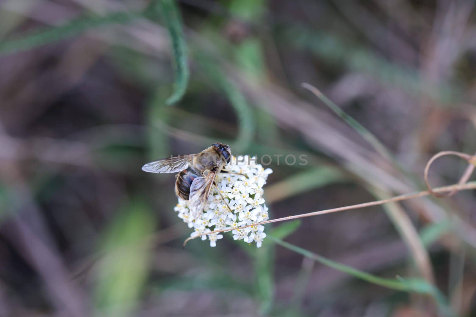 A dung bee sits on the flower of yarrow.