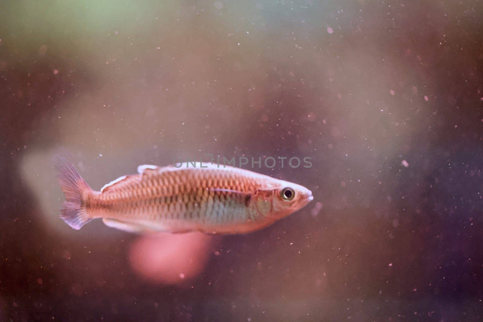 Close up of a fish in an aquarium.