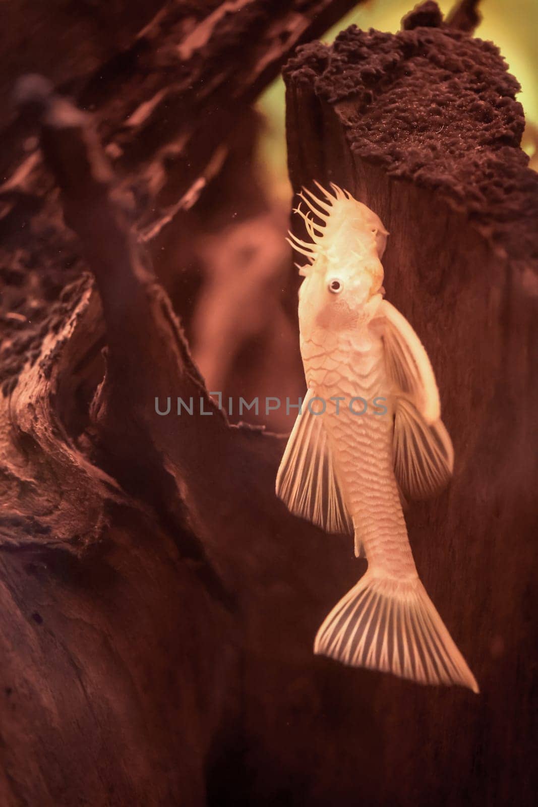 Close up of white catfish in aquarium.
