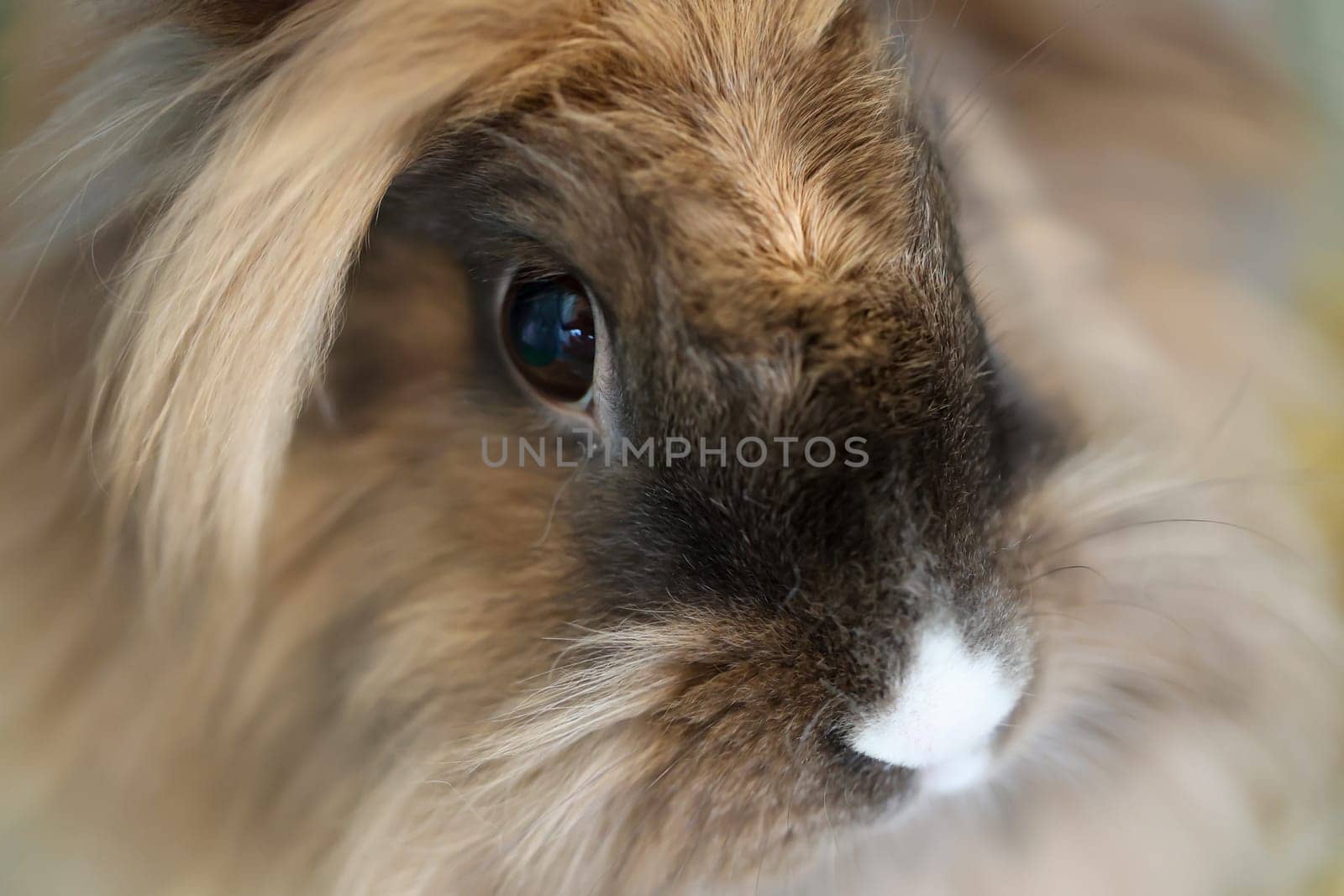 A portrait, or close-up, of a dwarf rabbit.