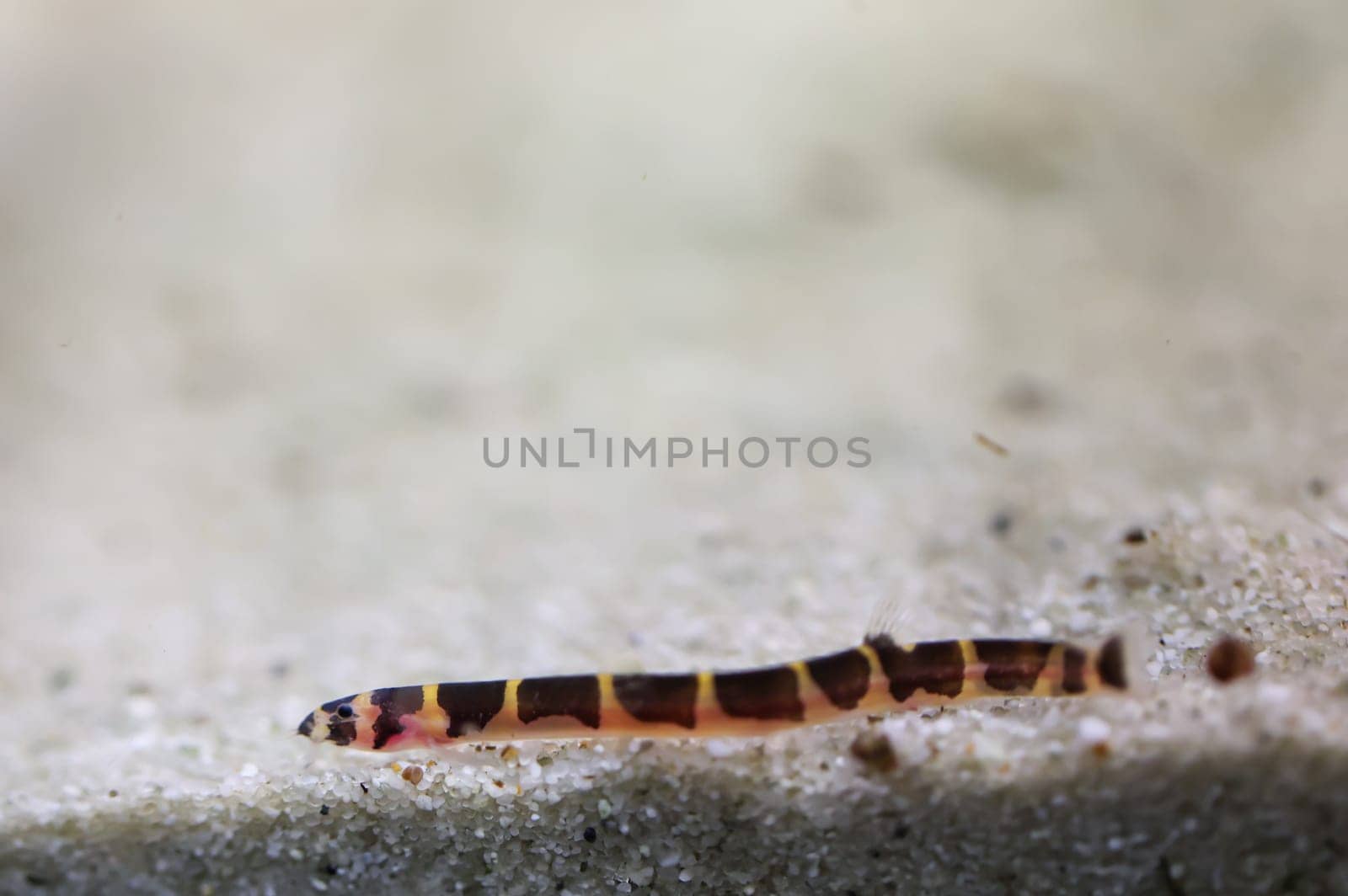 Spotted spiny loach, portrait of a spiny loach at the aquarium bottom. They are nocturnal.