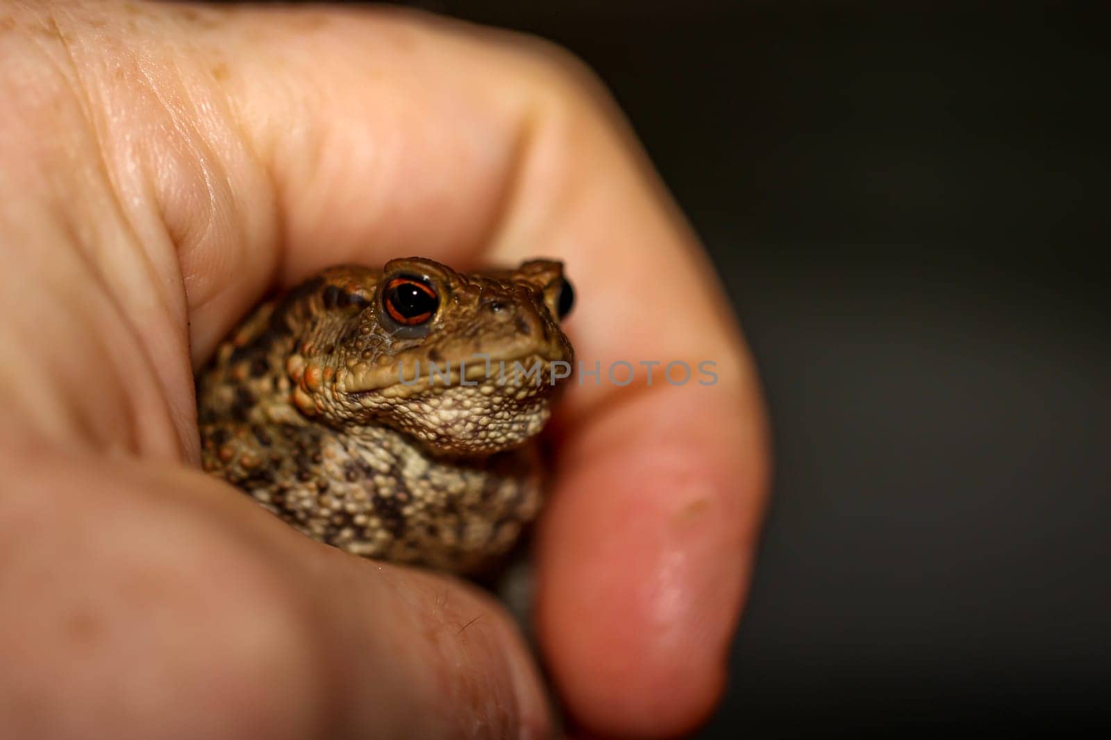A common toad, Bufo Bufo which ventured out onto the terrace in the evening.