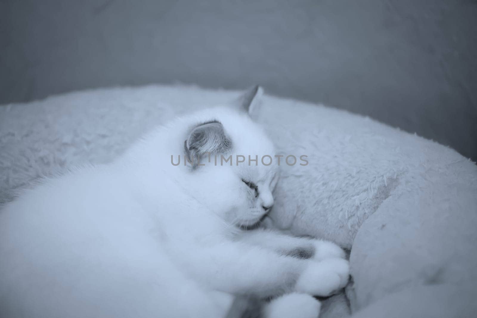 Portrait of a domestic cat, a cat which is kept as a pet.