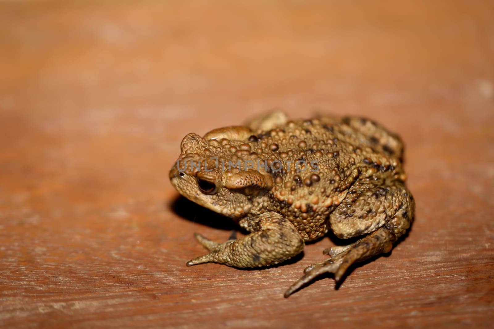 A common toad, Bufo Bufo which ventured out onto the terrace in the evening.