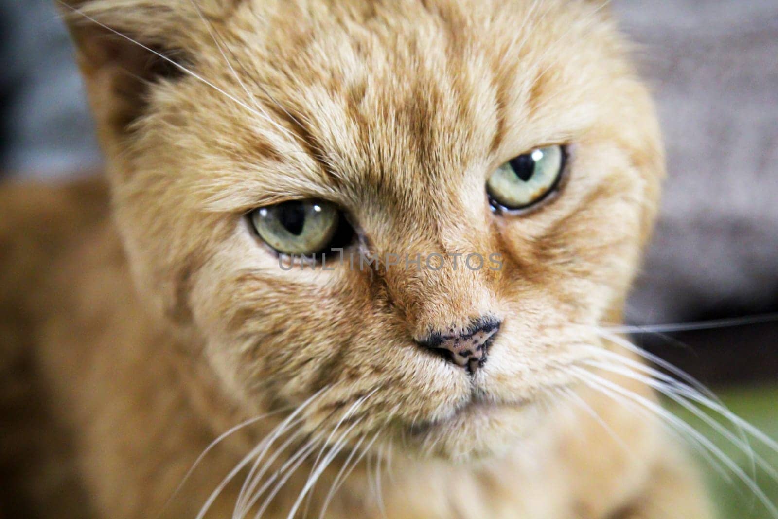 Portrait of a domestic cat, a cat which is kept as a pet.