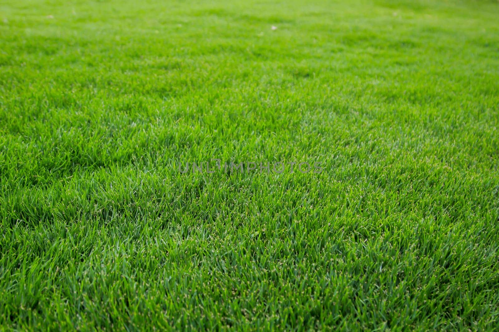 A grass texture, look at a juicy green lawn.