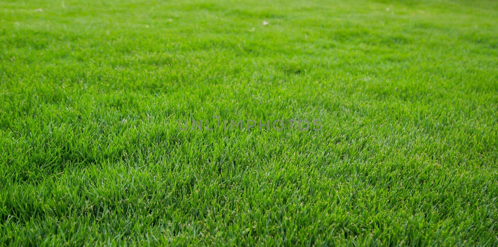 A grass texture, look at a juicy green lawn.