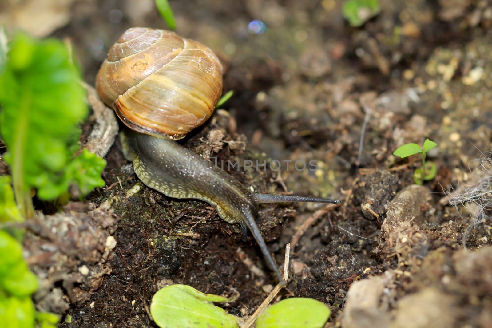 A small ribbon snail crawls through a flower bed.