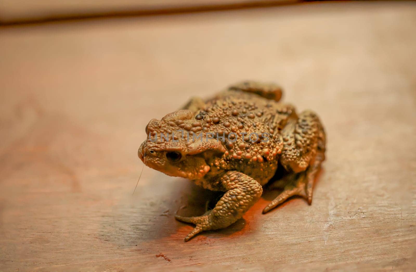 A common toad, Bufo Bufo which ventured out onto the terrace in the evening.