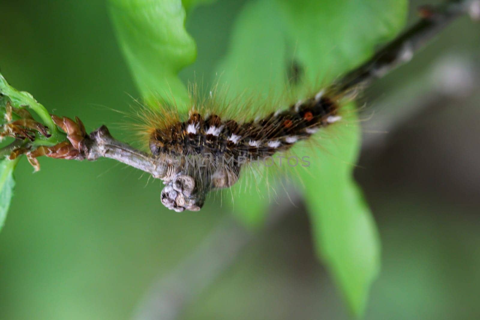 The caterpillar of a goldafter, butterfly on a plant.