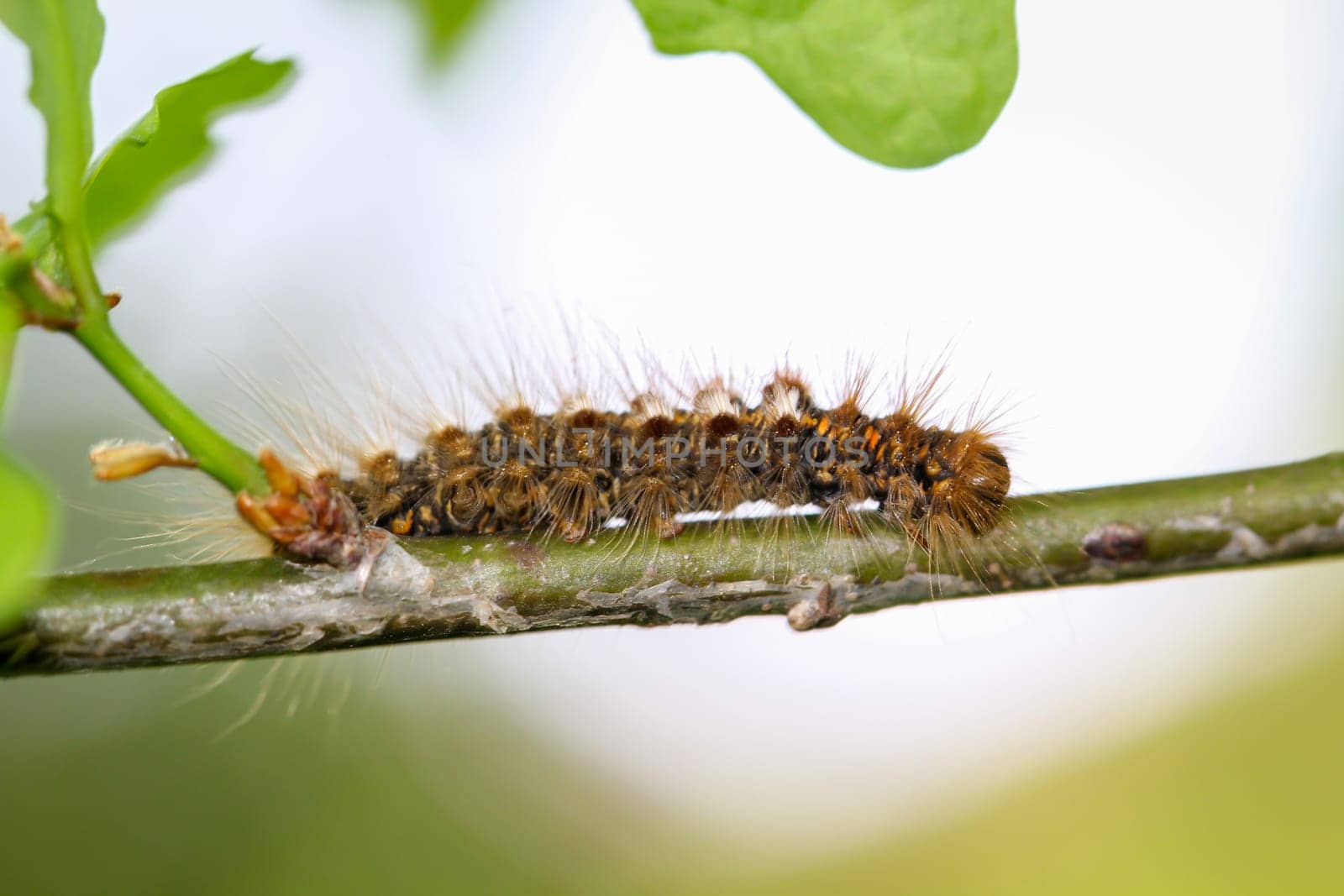 The caterpillar of a goldafter, butterfly on a plant.
