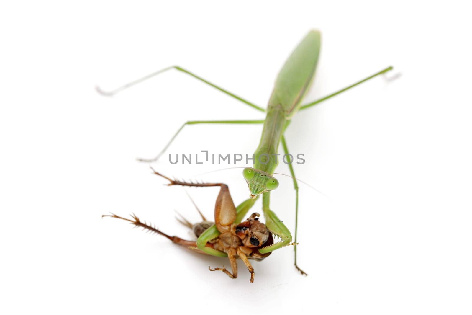 Praying mantis catching prey, a cricket. isolated on a white background