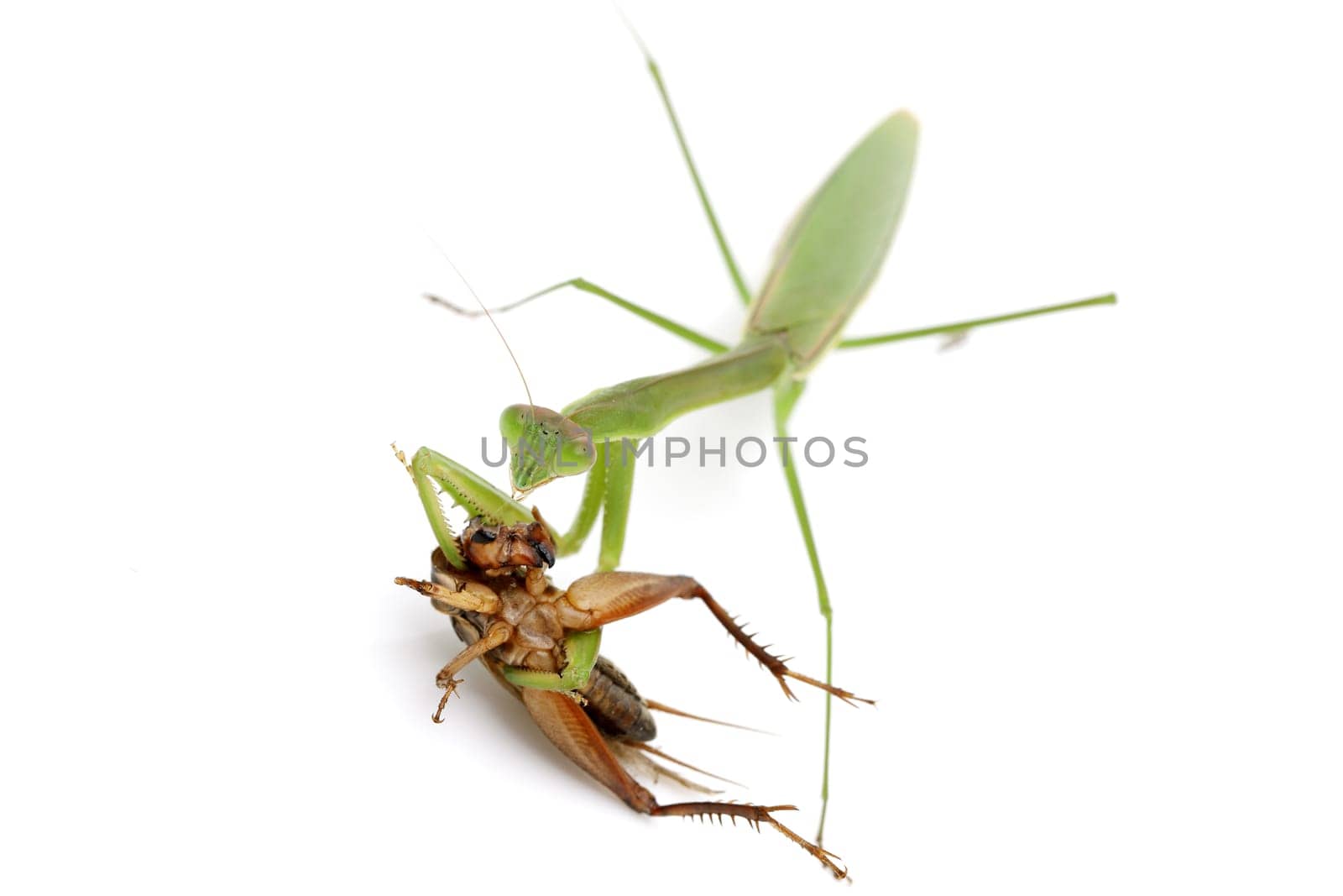 Praying mantis catching prey, a cricket. isolated on a white background