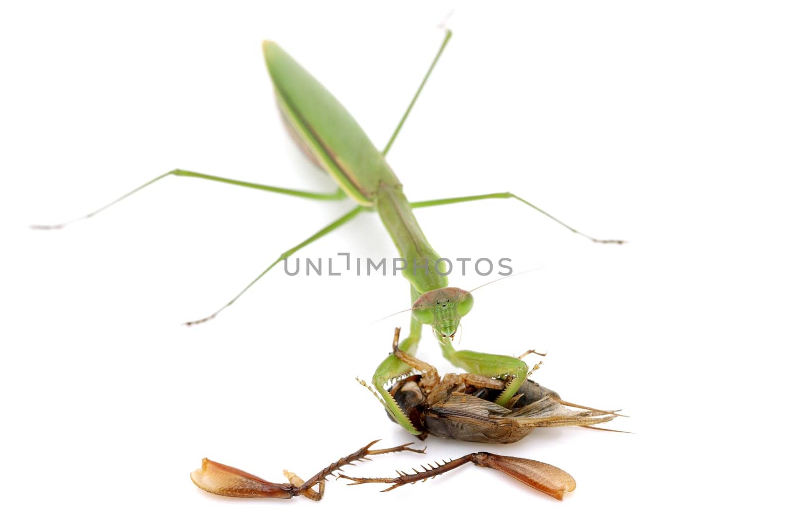 Praying mantis catching prey, a cricket. isolated on a white background
