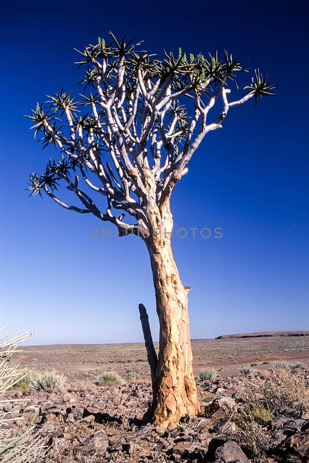 aloe or quiver tree, fish river canyon, karas, namibia, africa