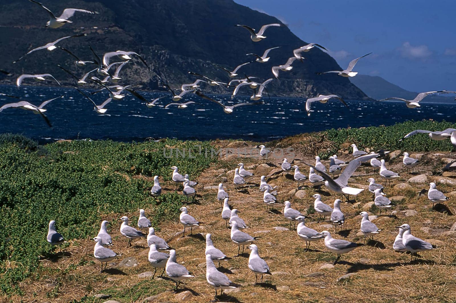 Antarctic Fulmar (Fulmarus glacialoides), Hout Bay, Western Cape, South Africa.