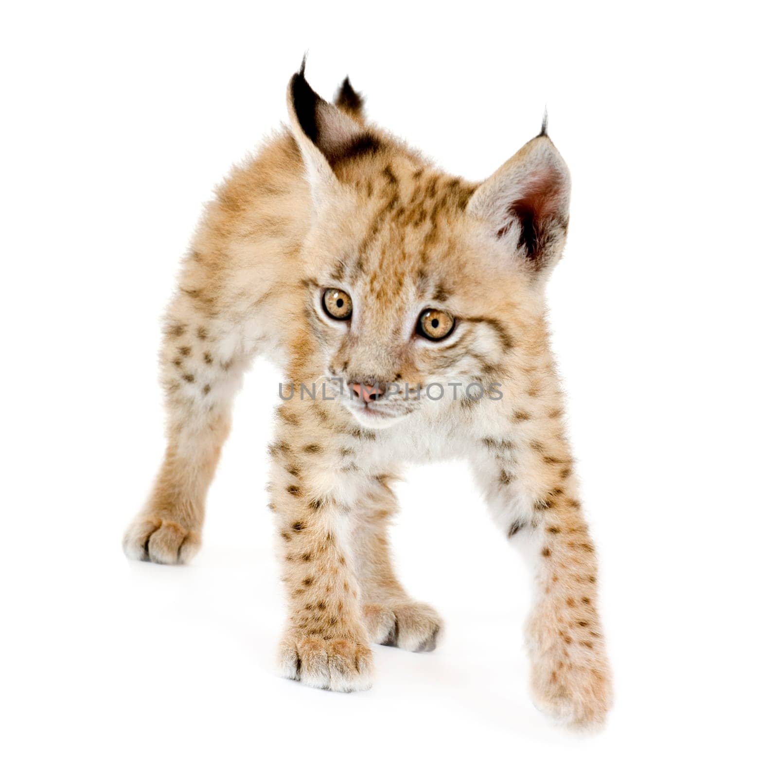 Lynx cub in front of a white background