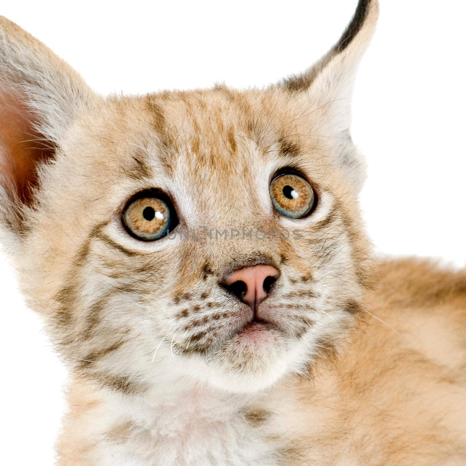 Lynx cub in front of a white background