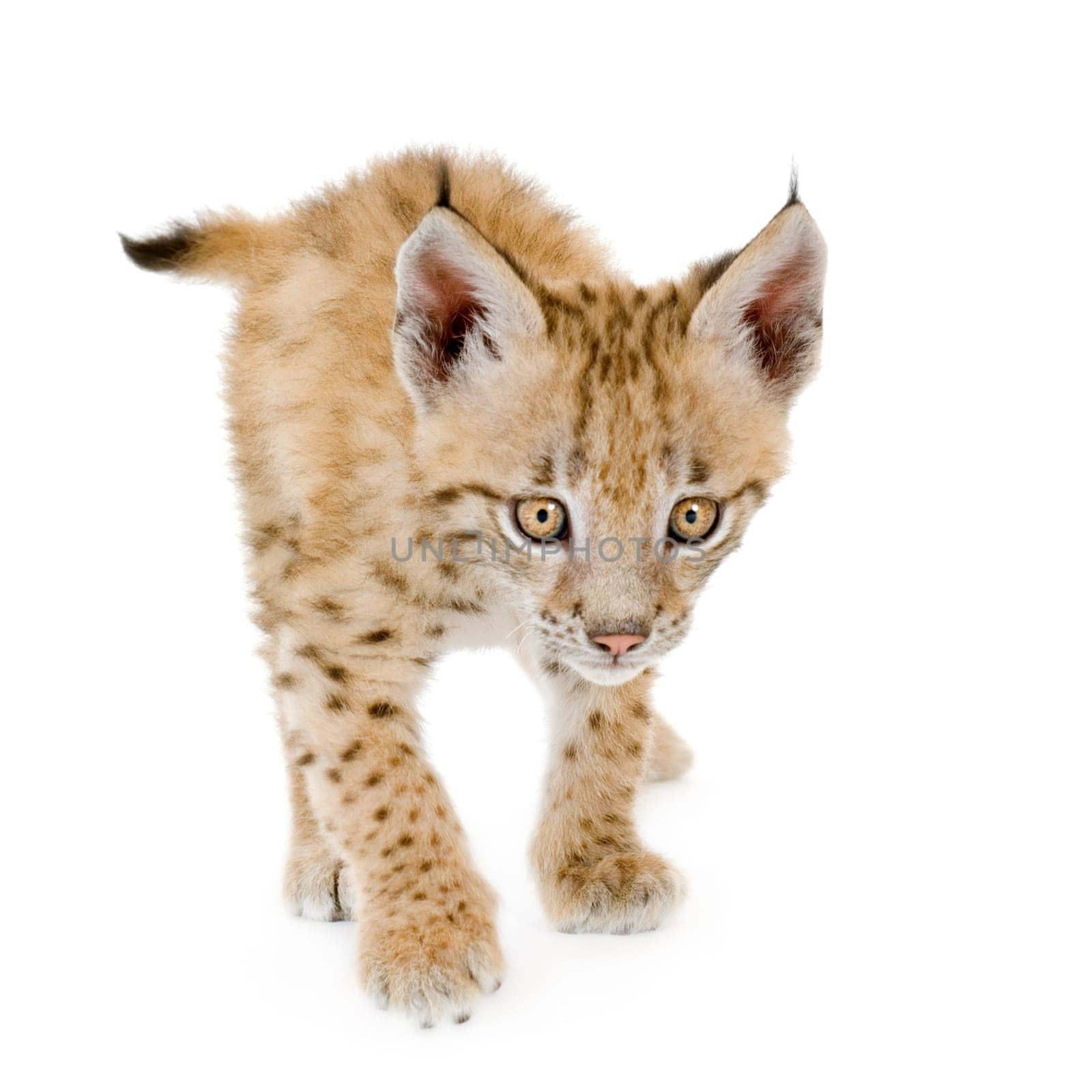 Lynx cub in front of a white background