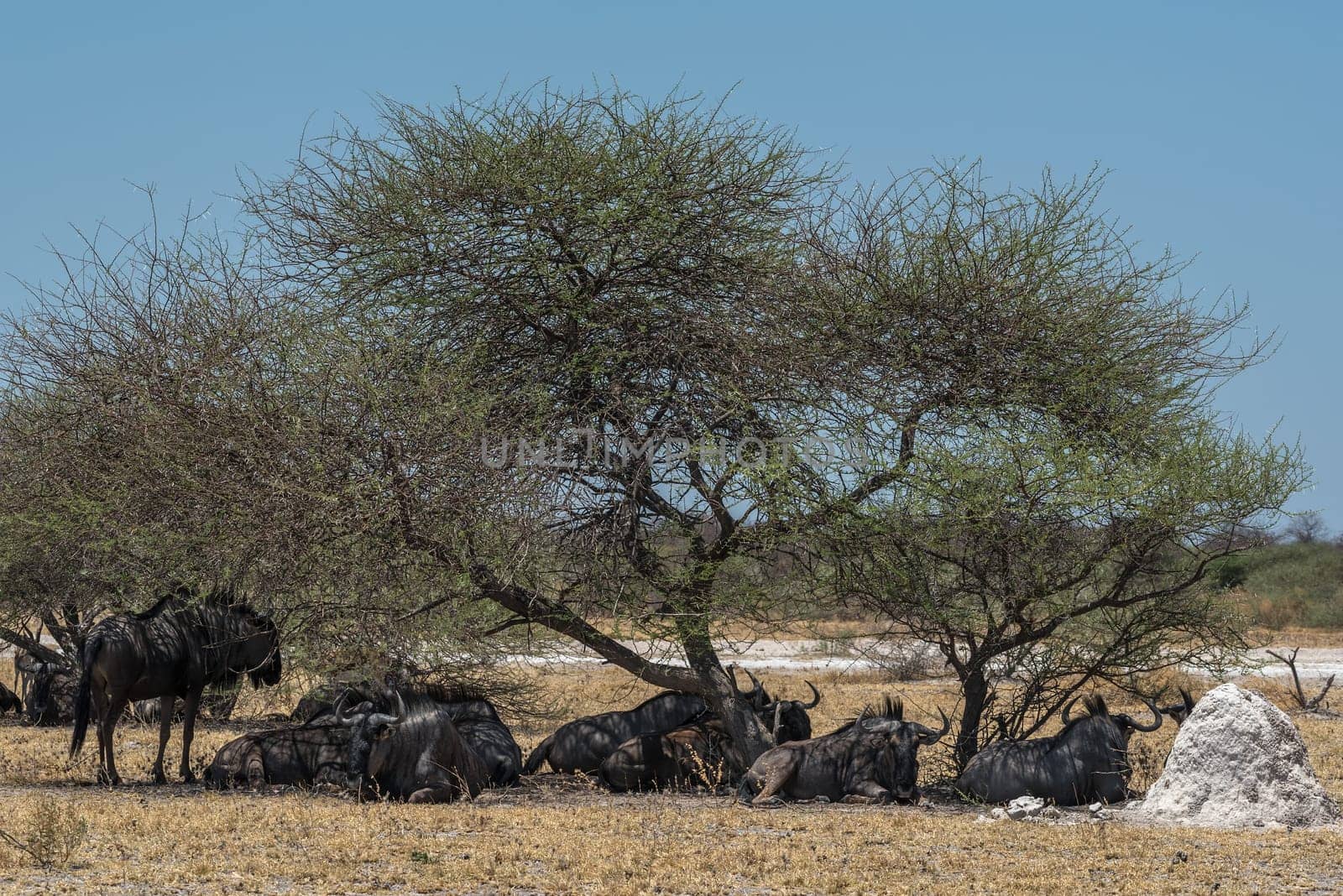 Wildebeest, Connochaetes in the shade of a tree, Botswana