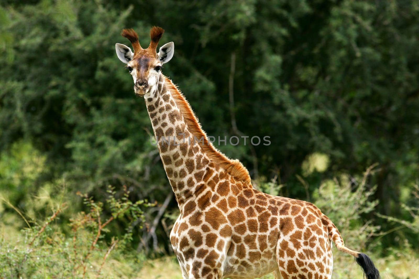 A herd of African Giraffes