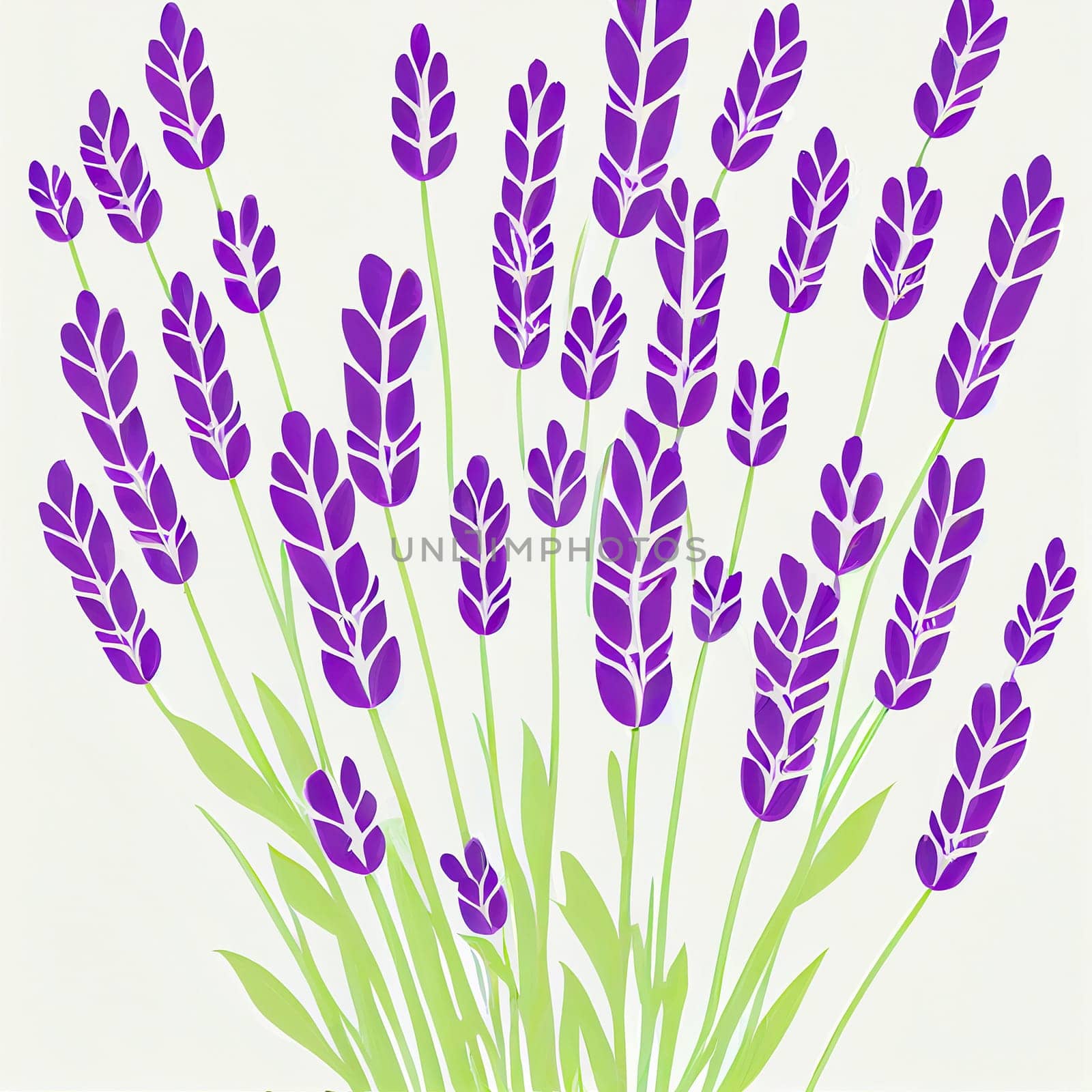 Bunch of lavender flowers on a white background. lavandula is a genus of 47 known species of flowering plants in the mint family, lamiaceae