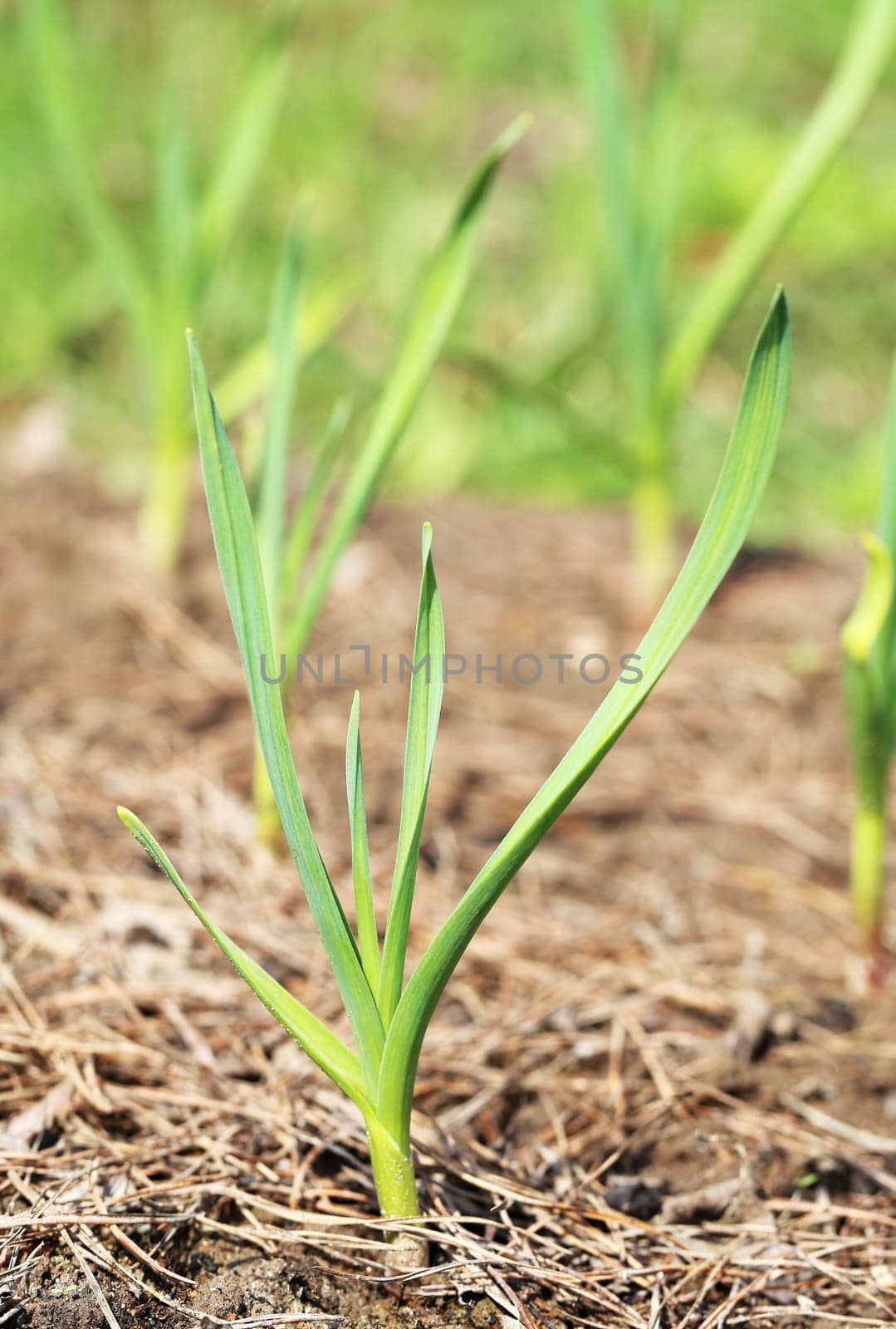 Green grass in a field photographed close up