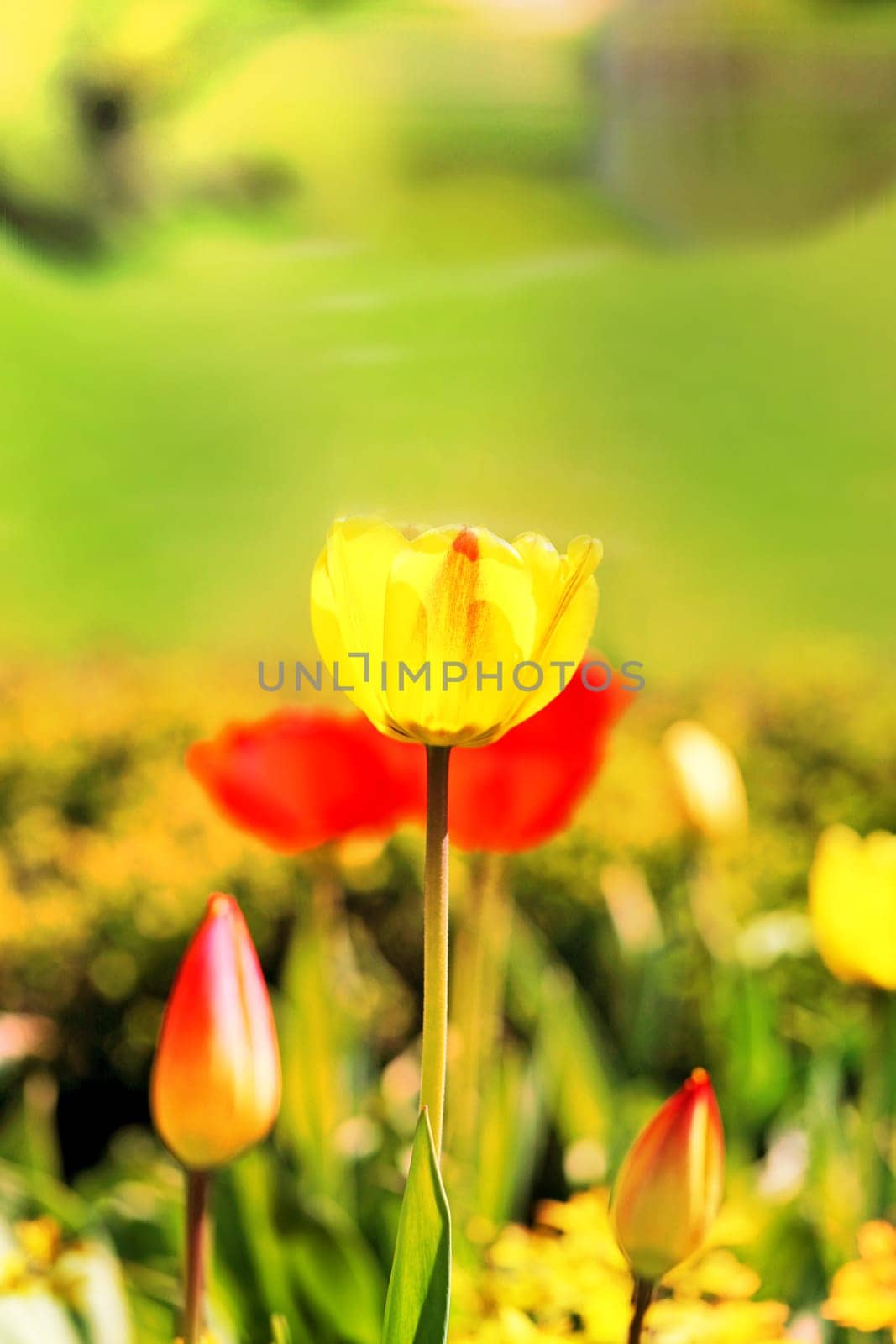 Spring beautiful flowers tulips photographed close up