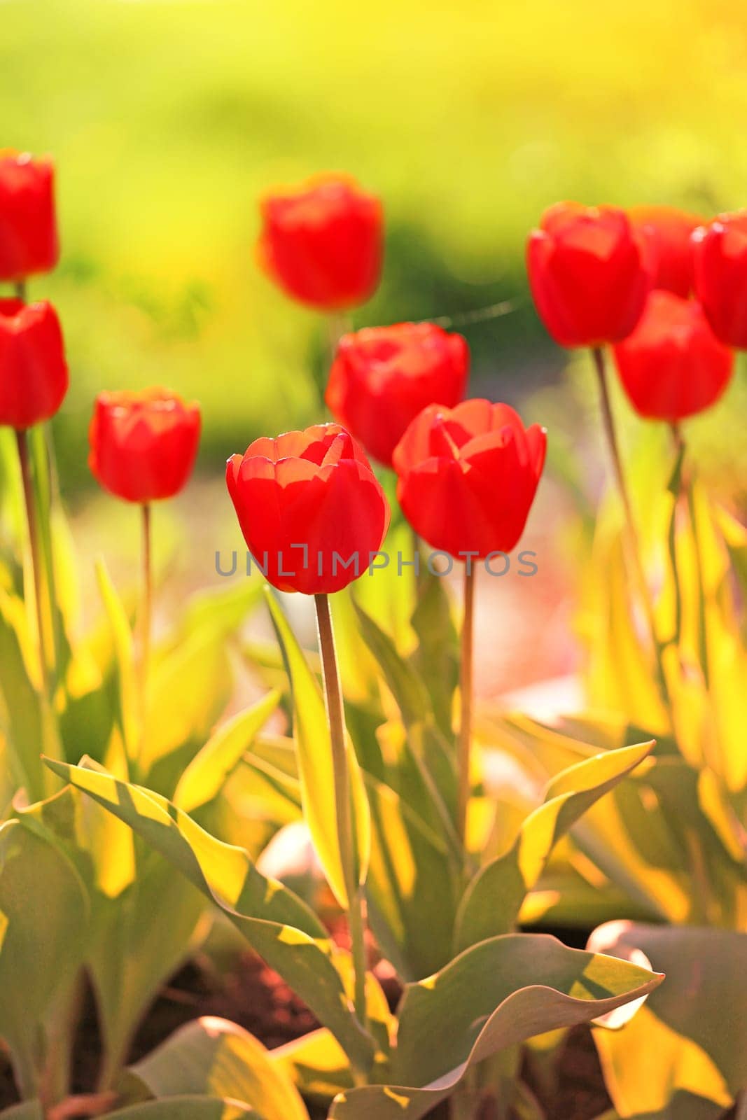 Spring beautiful flowers tulips photographed close up