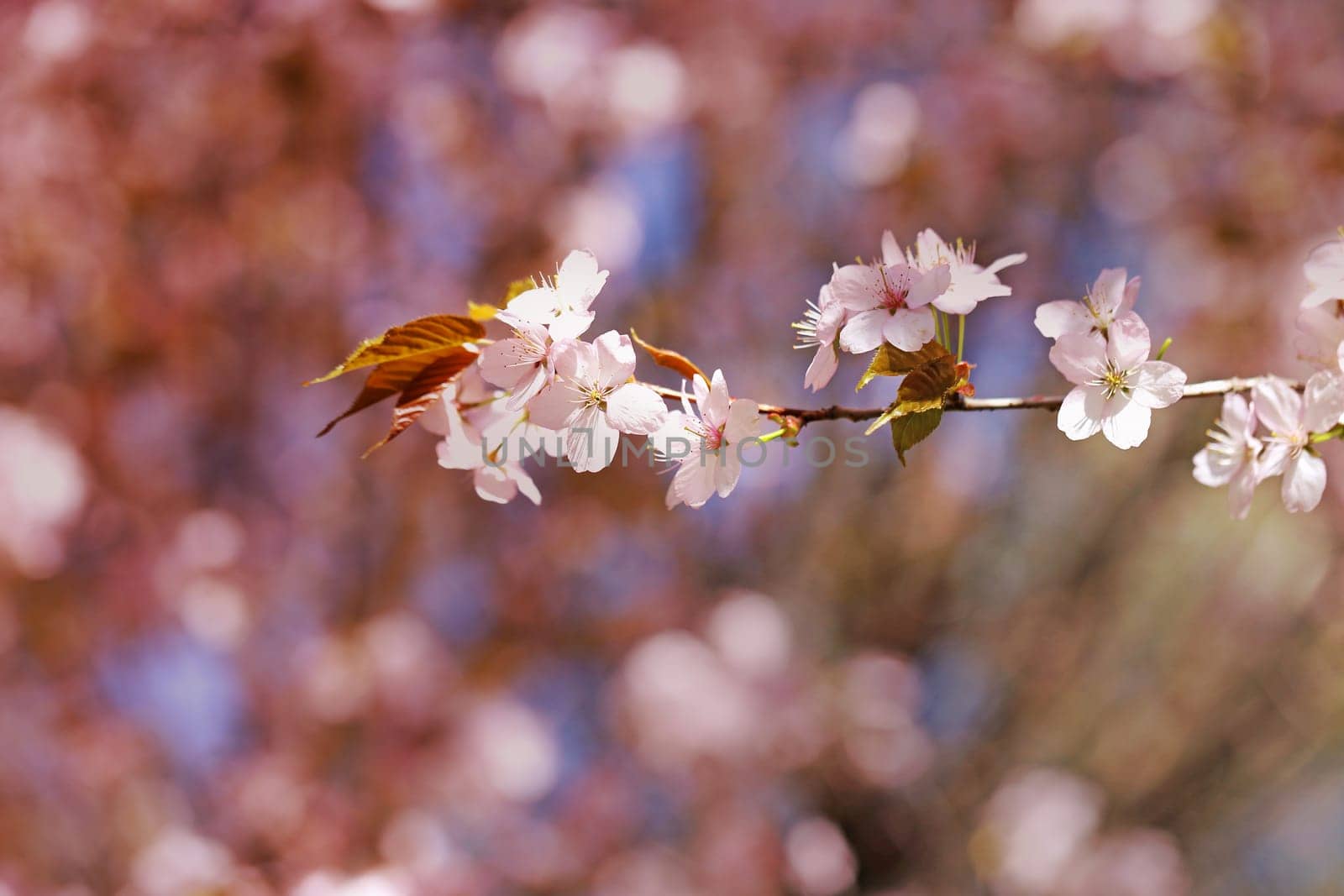 Spring flowers on the tree photographed close up