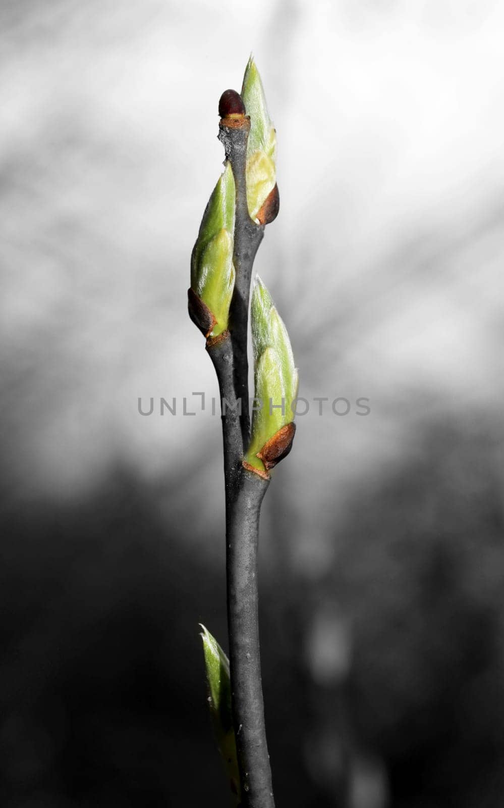 Beautiful leaves on the tree photographed close up