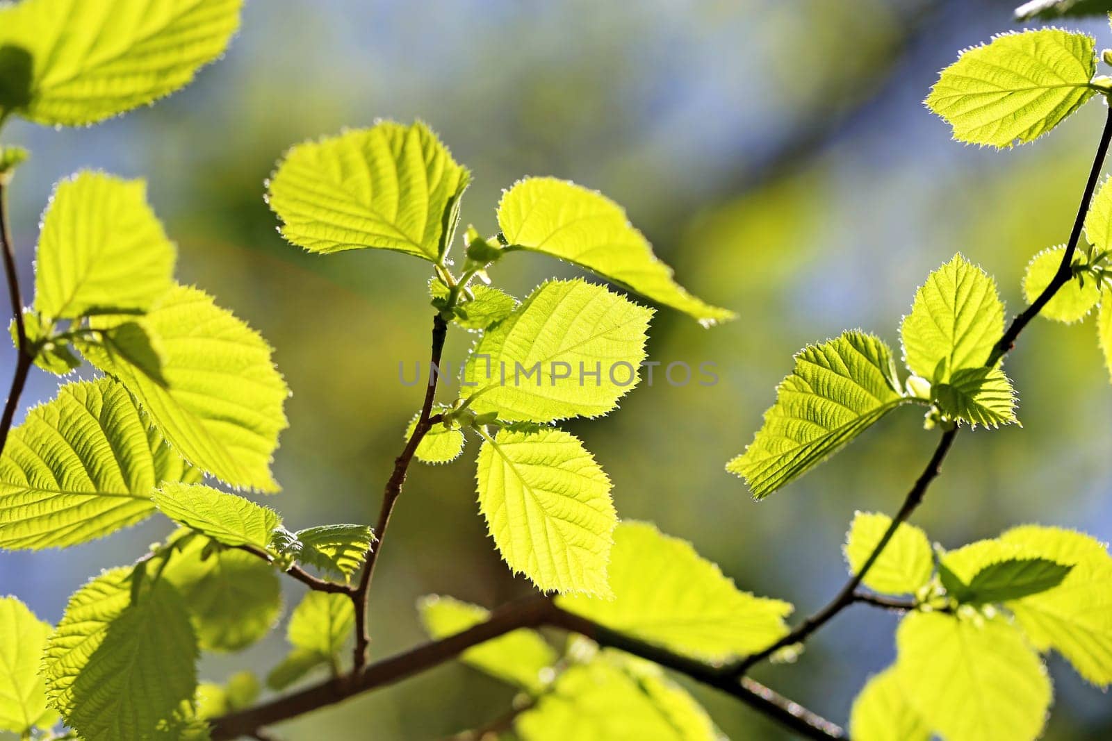 Beautiful leaves on the tree photographed close up