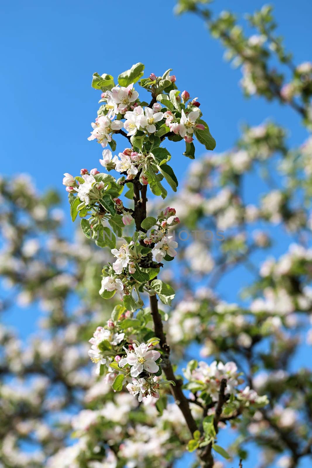 Spring flowers on the tree photographed close up