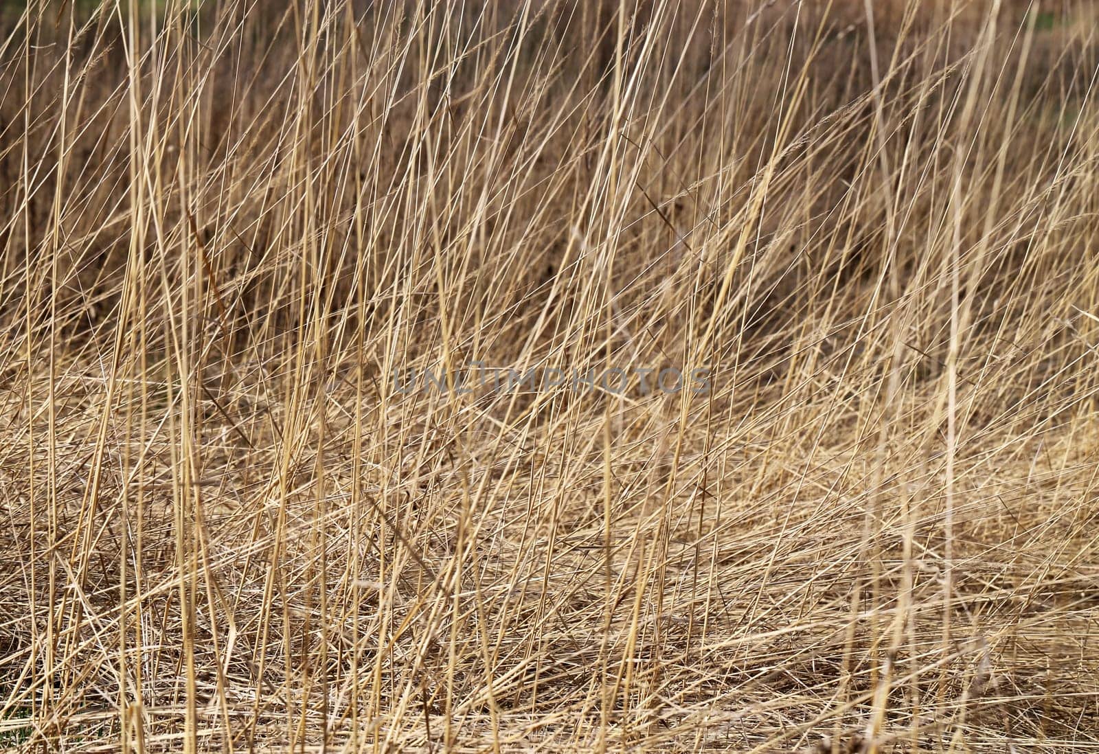 Dry grass in a field photographed close up