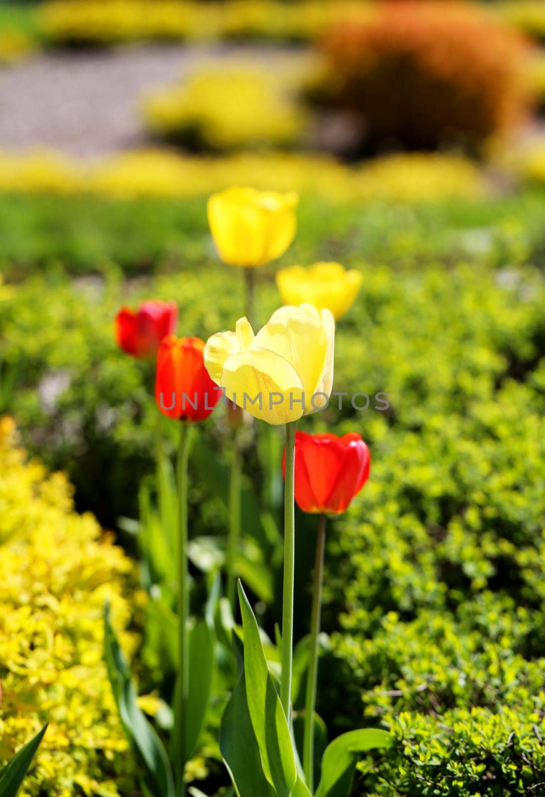 Spring beautiful flowers tulips photographed close up