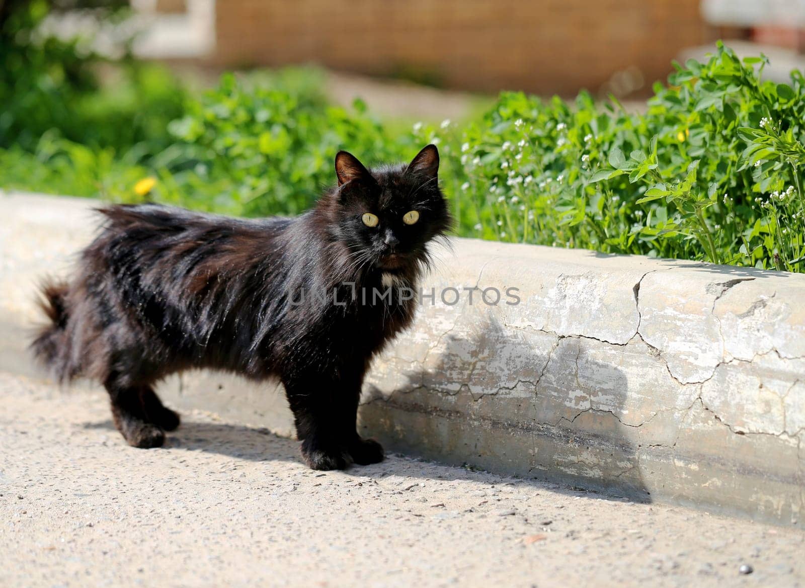 Beautiful cats photographed on the street in summer closeup