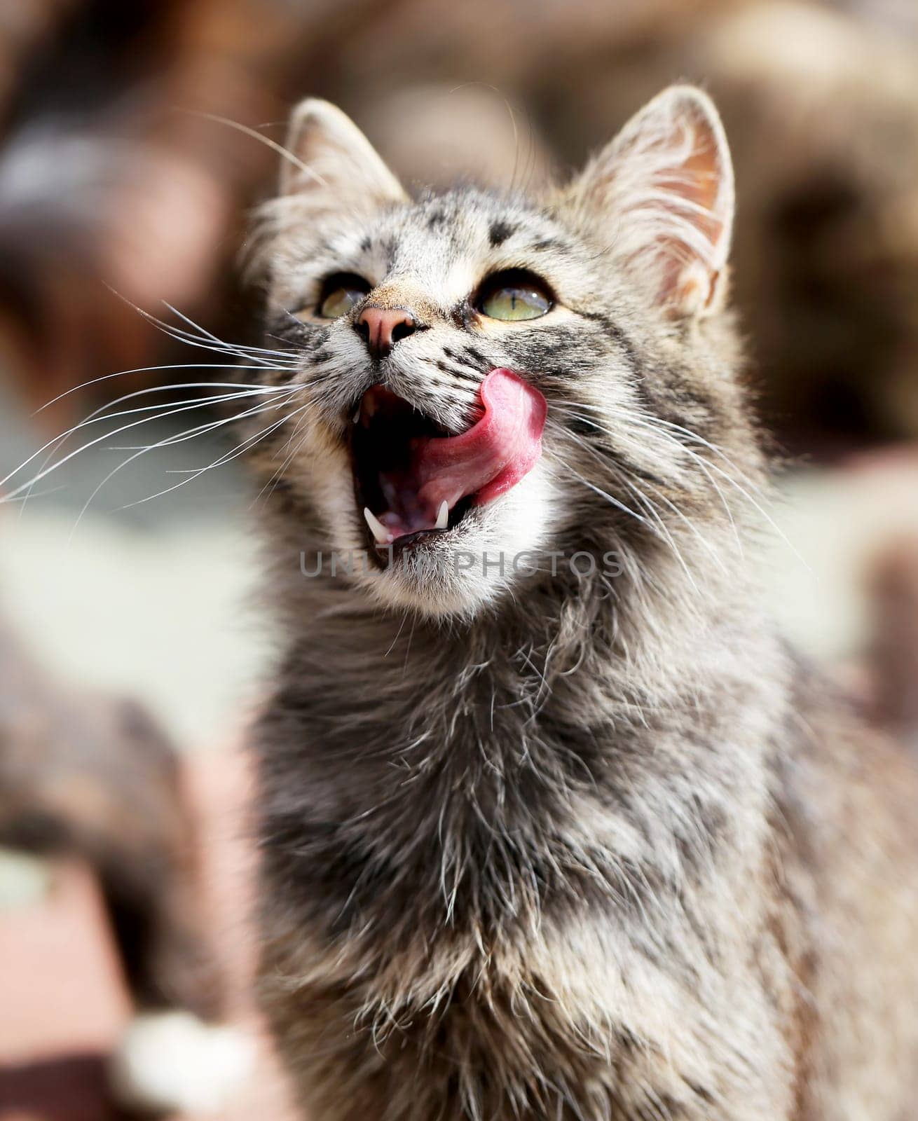 Beautiful cats photographed on the street in summer closeup
