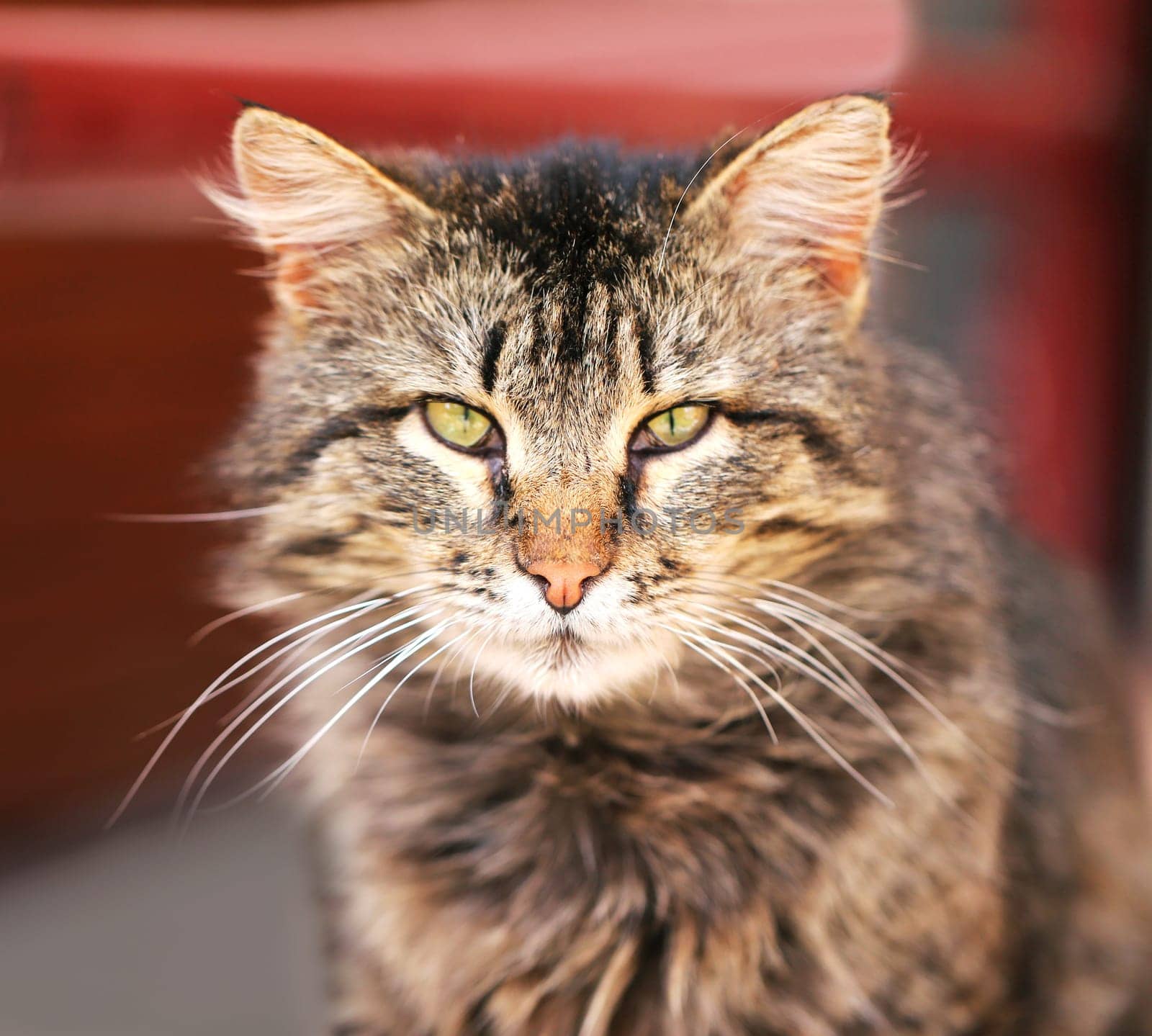 Beautiful cats photographed on the street in summer closeup